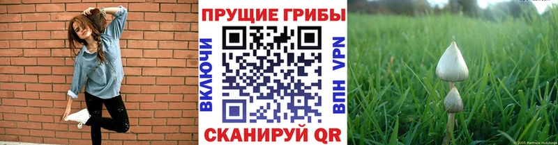 Галлюциногенные грибы MAGIC MUSHROOMS  купить наркоту  Химки 